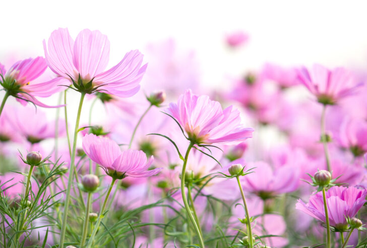 cosmos flowers isolated on white background